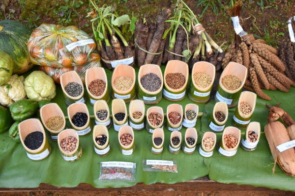 Native seed bank collection
